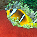 Snuggling up with his anemone