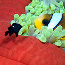 Fish talk