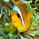 Fluttering fish