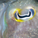 Eye of the cuttlefish