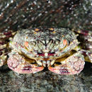 Cheeky crab