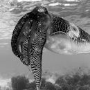Black and white cuttlefish