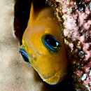 Bright eyes in the crevice
