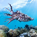 Defensive male cuttlefish