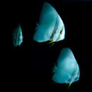 Glow in the dark