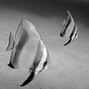 Mates swimming around