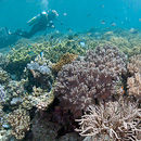 Diver enjoying the reef