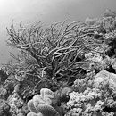 Coral textures