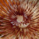Feathery abstract