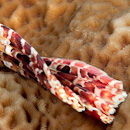 Fishy tail
