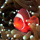 Orange and White I