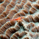 Orange goby