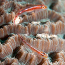 Twin gobies