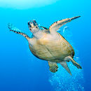 Playful Turtle II