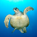Playful turtle IV