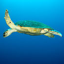 Playful turtle III