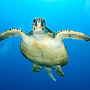 Playful turtle I