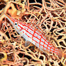 Long nosed hawkfish