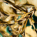 Feathery abstract