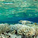 Ray reflects over the corals
