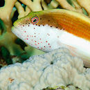 A top of the coral