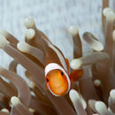 Another nemo!
