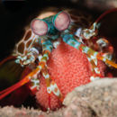 Mantis shrimp with eggs