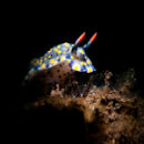 Nudibranch shot with a snoot