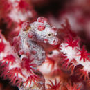 Pygmy seahorse