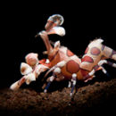 Harlequin shrimp