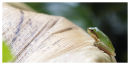 Tree frog