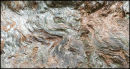 Beautiful bark