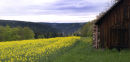 Black Forest evening