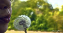 Blowing dandelion seeds