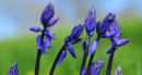 The bluebell girls