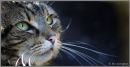 Cat's eyes