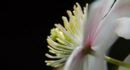Clematis