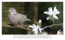 The dove