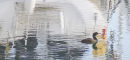 Cormorant