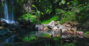 Curtis Falls 