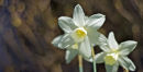 Daffodils