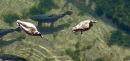 Duck and salmon