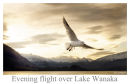 Evening flight