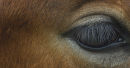 Lovely lashes