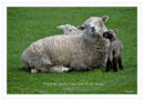 Feed my lambs