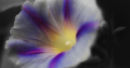 Flower glow
