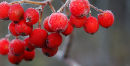 Frozen berries