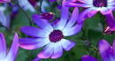 Garden glory