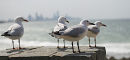 Gold coast seagulls