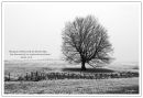 Tree with stile